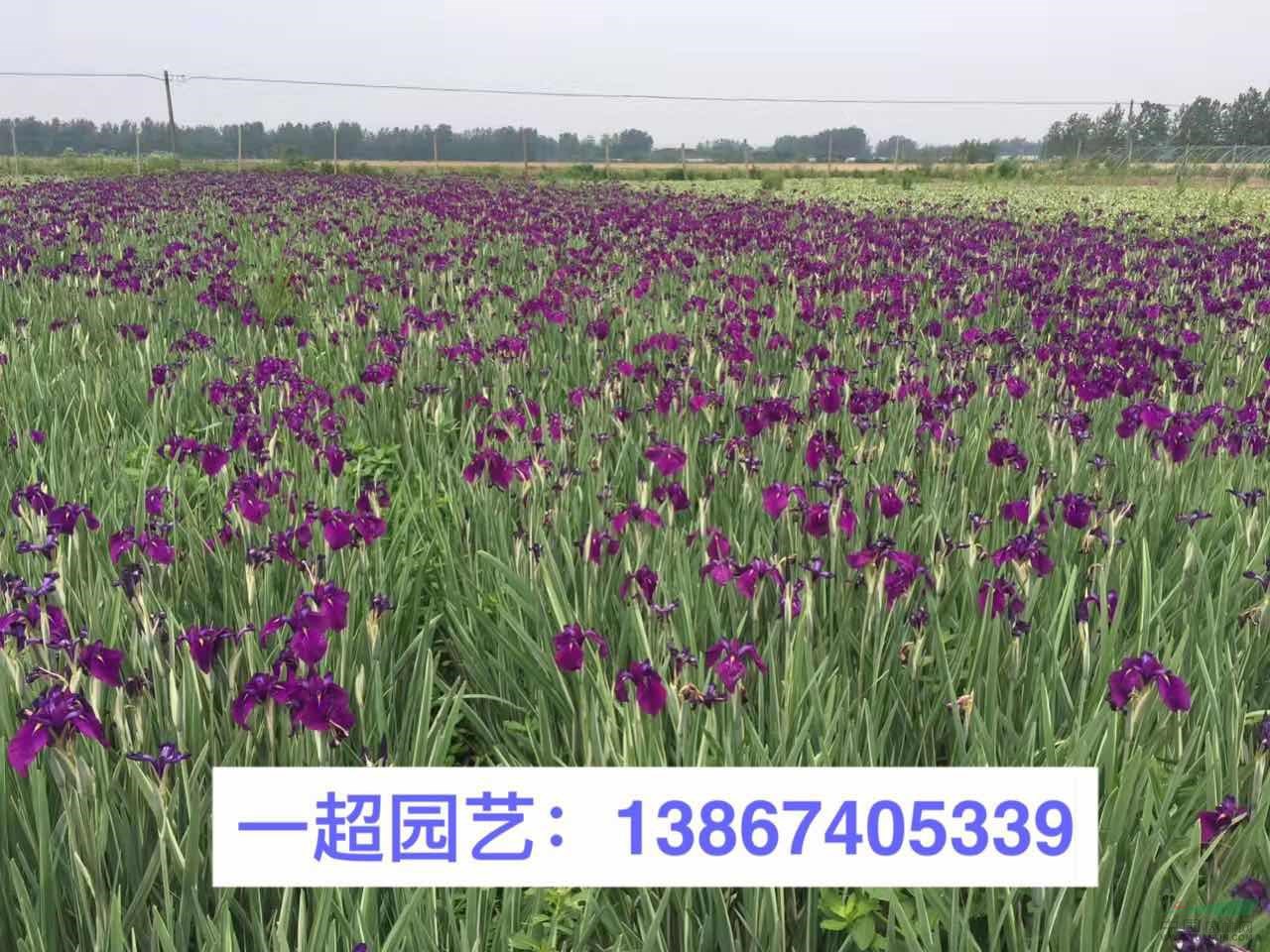 基地直销 花菖蒲/玉蝉花/花叶玉蝉花/青叶玉蝉花 玉蝉花基地