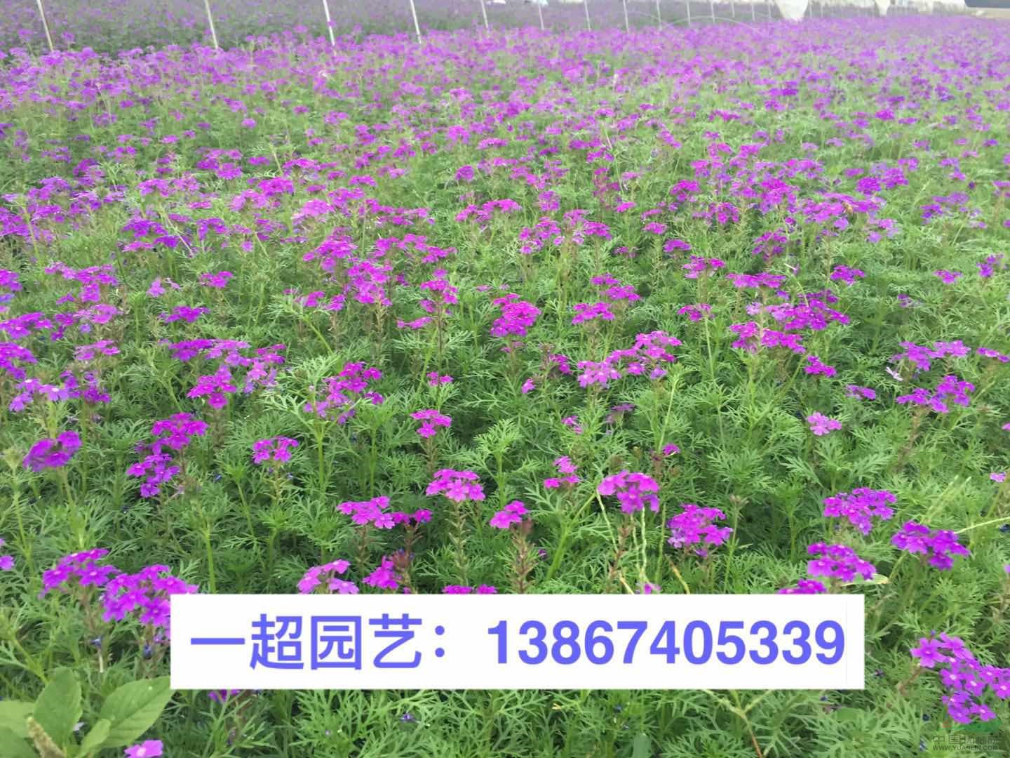 美女樱，红花美女樱，紫花美女樱 ，美女樱基地，美女樱价格