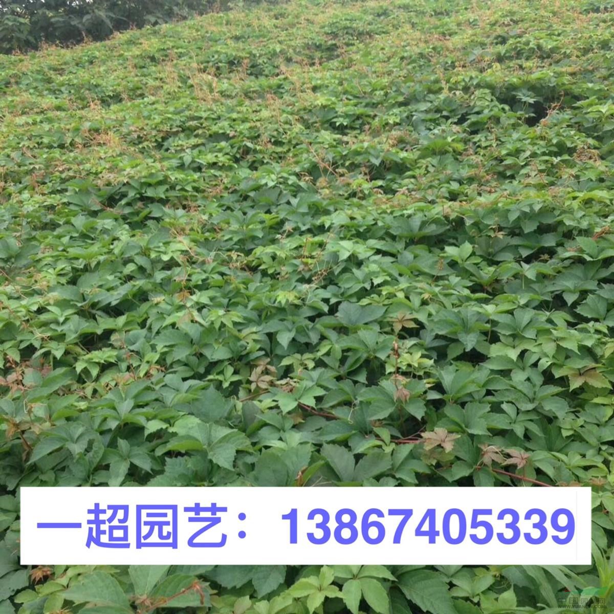 爬山虎 三葉爬山虎 五葉爬山虎 爬山虎苗圃直銷