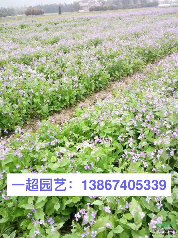 二月蘭 二月蘭基地 二月蘭價格 優(yōu)質(zhì)二月蘭批發(fā)