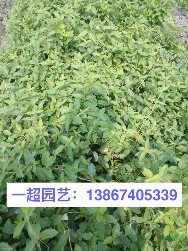 浙江金銀花 優(yōu)質(zhì)金銀花 金銀花基地 金銀花批發(fā)