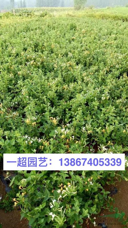 浙江金銀花 優(yōu)質(zhì)金銀花 金銀花基地 金銀花批發(fā)