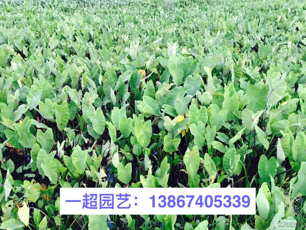 紫芋 紫芋基地價格 精品紫芋