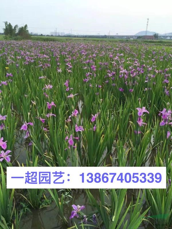 西伯利亞鳶尾，精品西伯利亞鳶尾批發