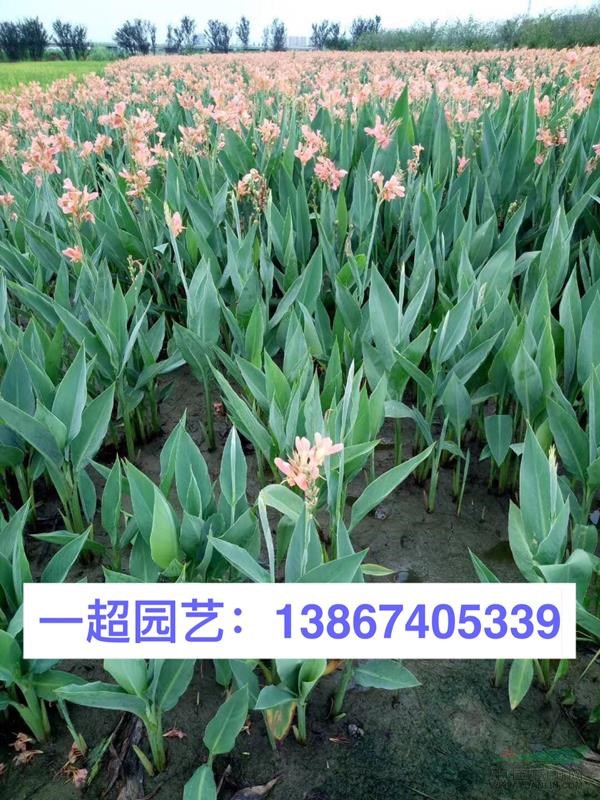 水生美人蕉 水生美人蕉產地直銷/水生美人蕉哪里便宜