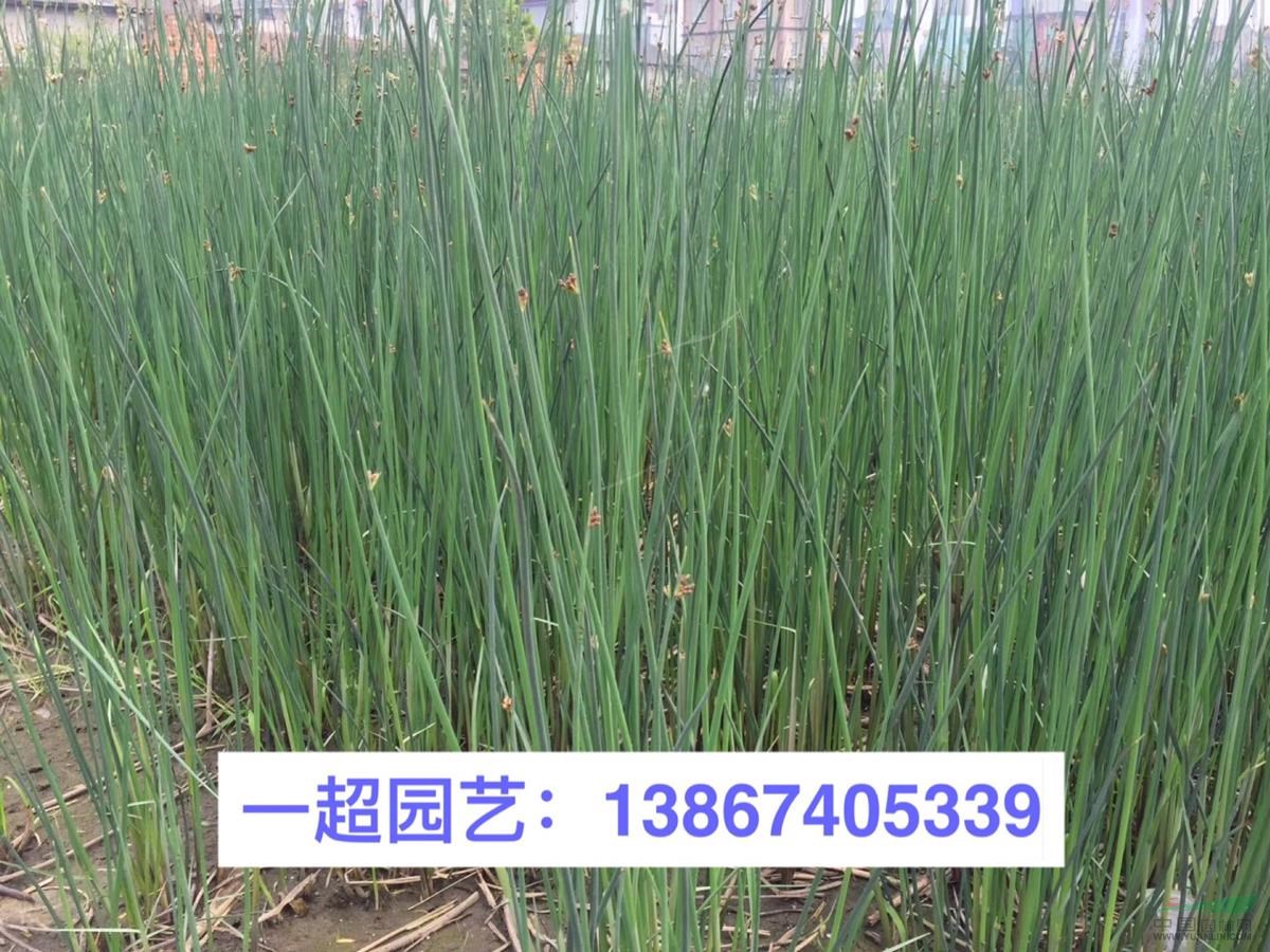 浙江水蔥基地 青葉水蔥 精品水蔥批發 水生植物批發