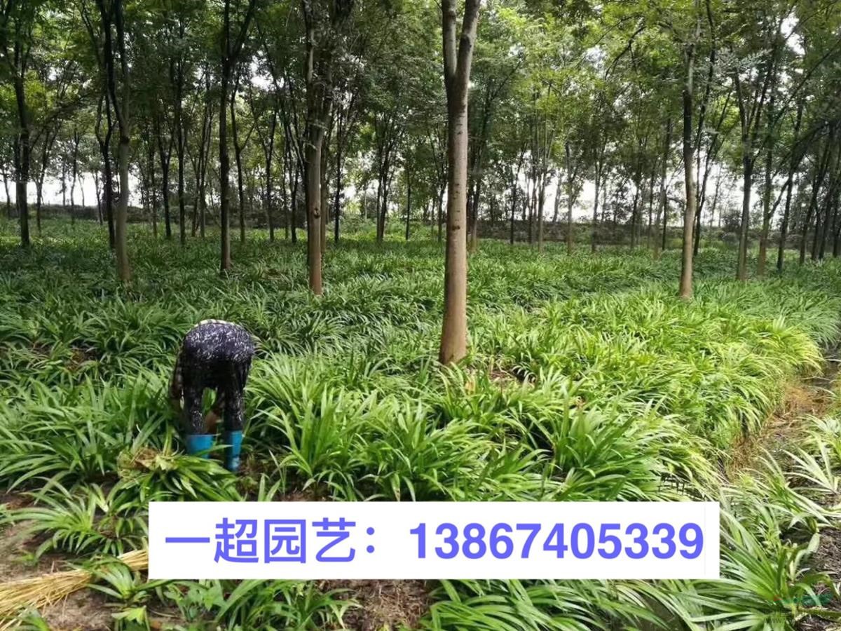 小蘭花鳶尾 大蘭花鳶尾 白花鳶尾等品種齊全