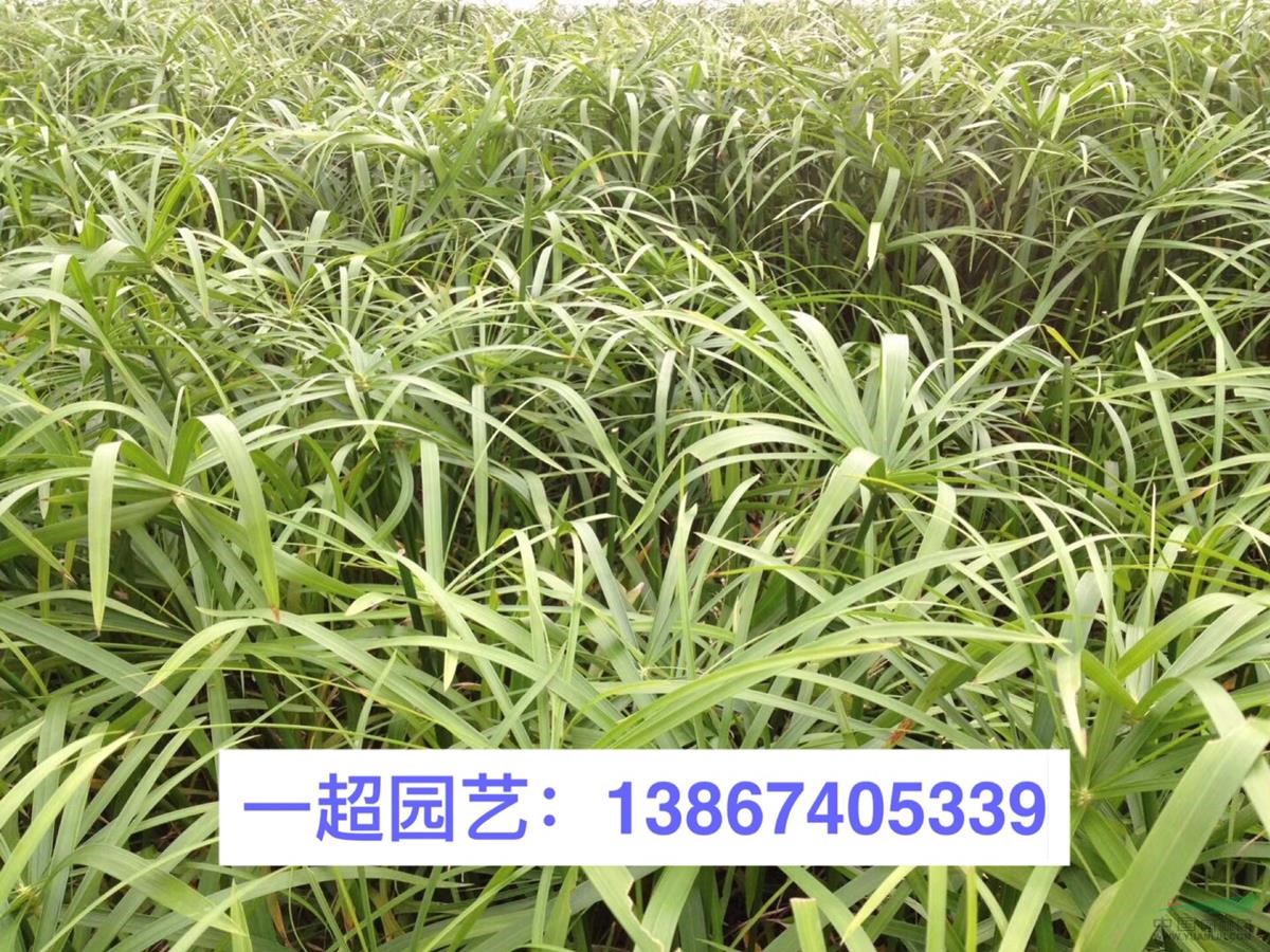 旱傘草 旱傘草價格 風車草批發