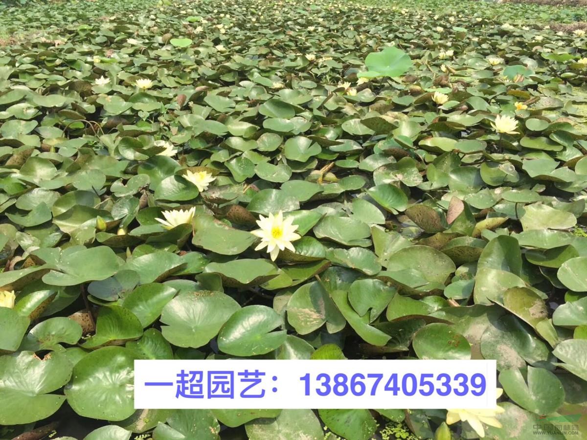 睡蓮 優(yōu)質(zhì)睡蓮批發(fā) 睡蓮地栽苗/盆栽苗基地直銷