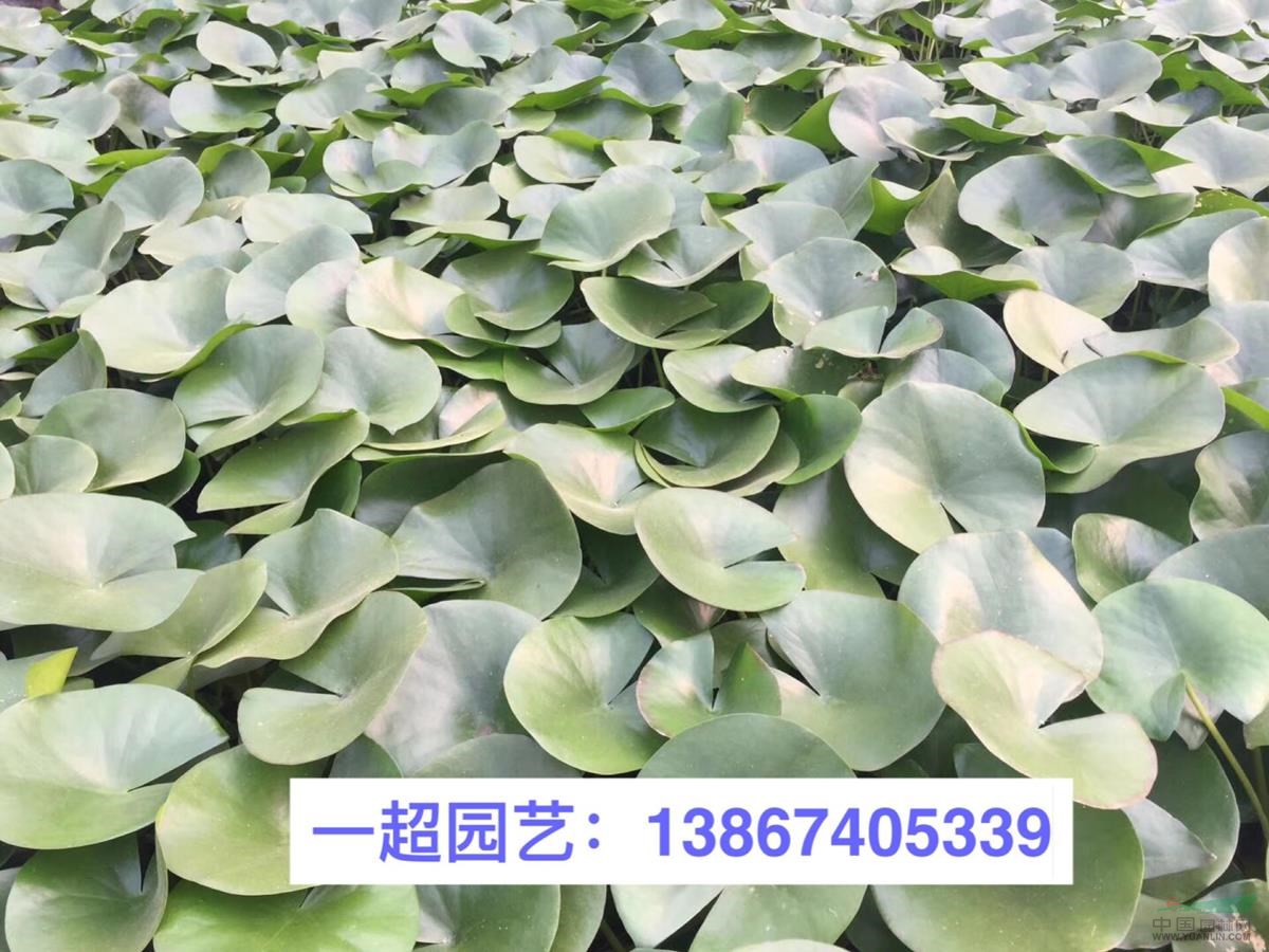 睡蓮 優(yōu)質(zhì)睡蓮批發(fā) 睡蓮地栽苗/盆栽苗基地直銷