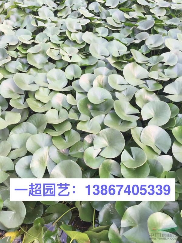 睡蓮 優(yōu)質(zhì)睡蓮批發(fā) 睡蓮地栽苗/盆栽苗基地直銷