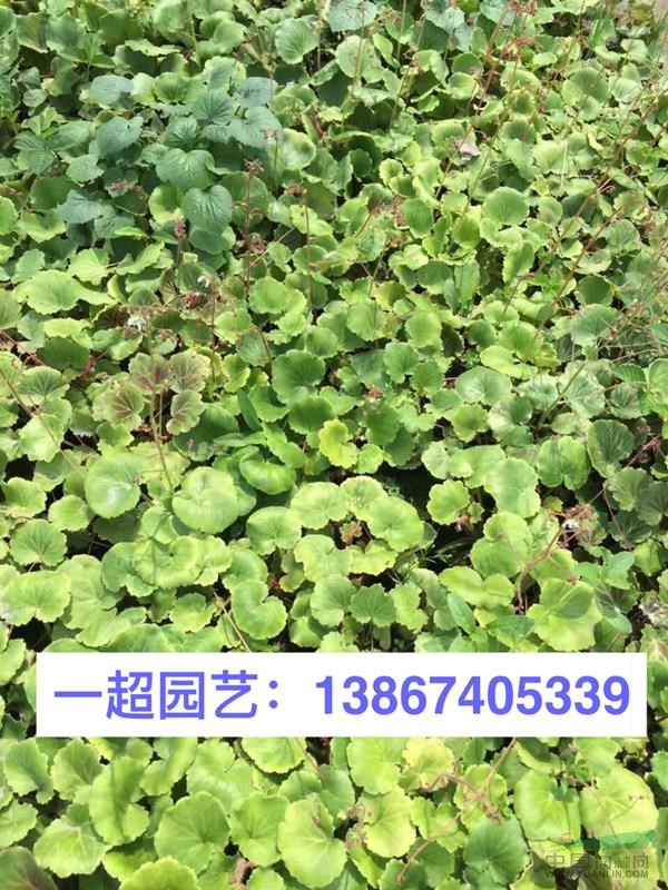 虎耳草 虎耳草基地 虎耳草小杯 虎耳草價格 精品虎耳草批發