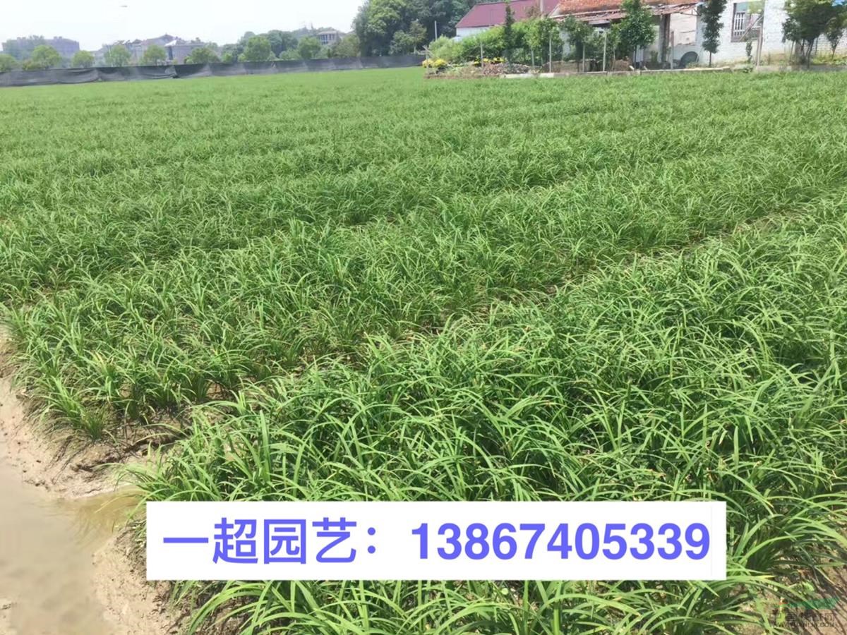 萱草 萱草基地 萱草大量批發(fā)
