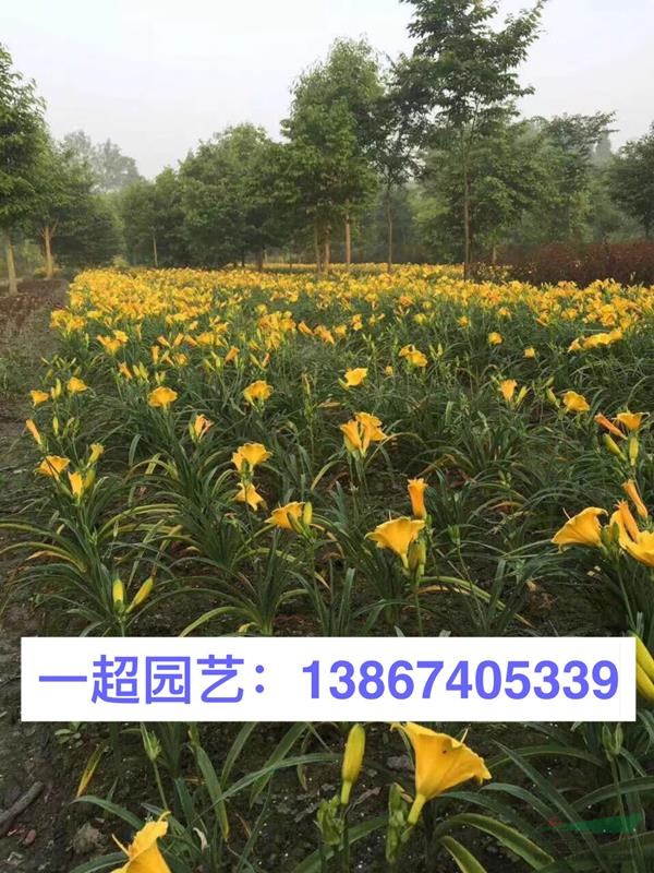 金娃娃萱草 金娃娃萱草批发 金娃娃萱草哪里有