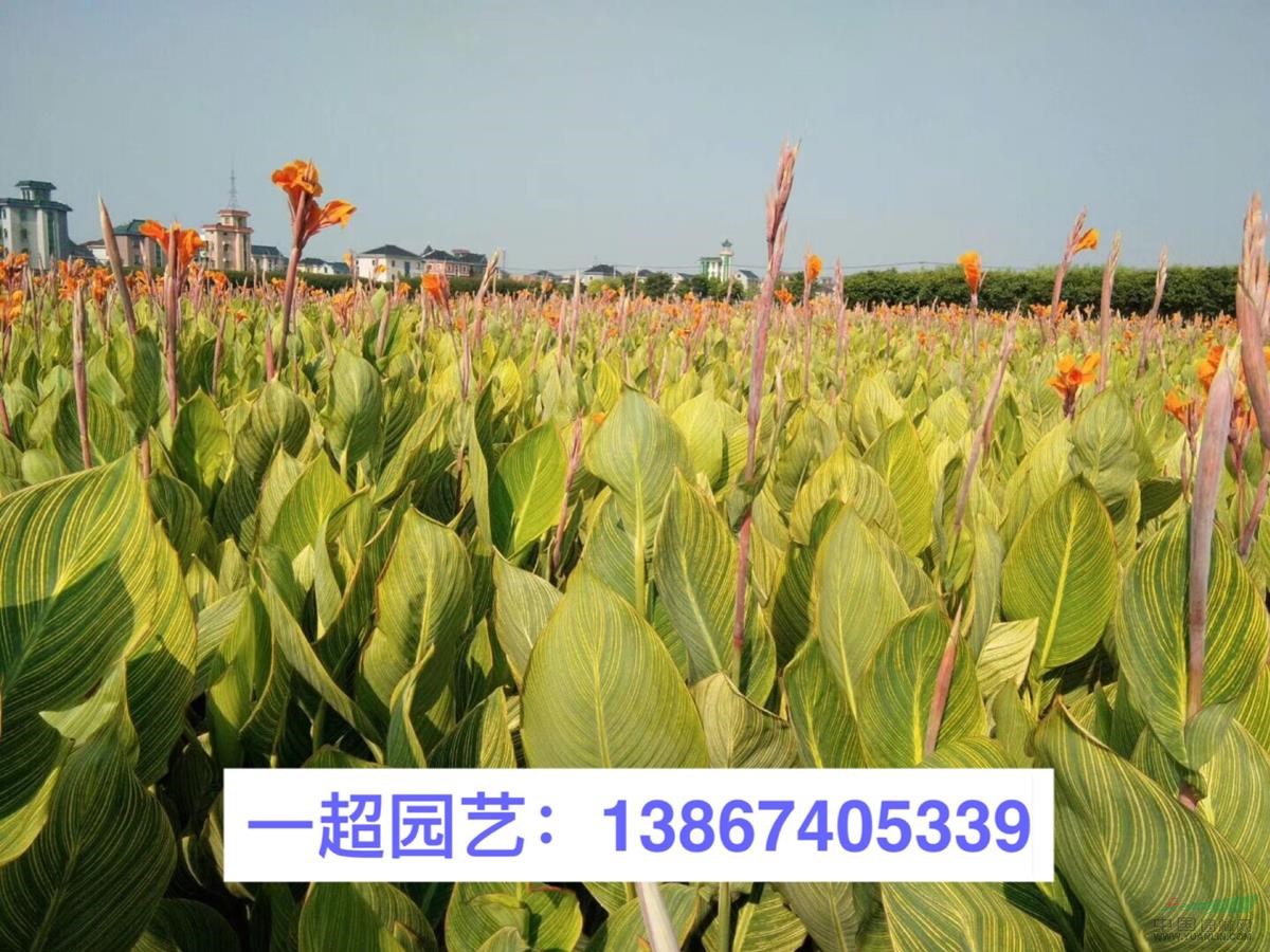 美人蕉行情/美人蕉批发/花叶美人蕉 浙江花叶美人蕉基地价格