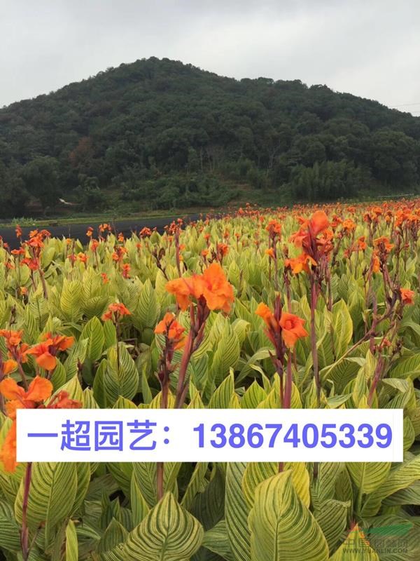 美人蕉行情/美人蕉批发/花叶美人蕉 浙江花叶美人蕉基地价格