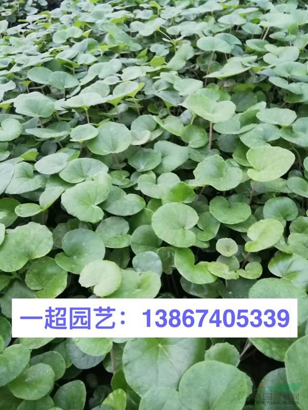 吳風草 大葉吳風草小苗 精品吳風草小杯苗 大葉吳風草價格