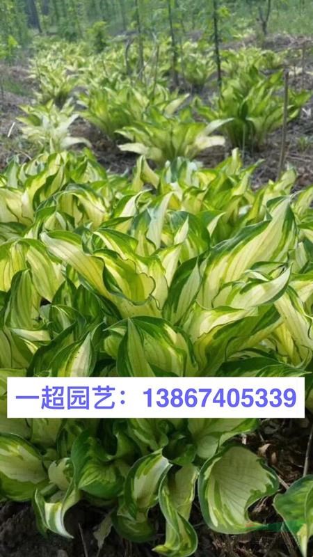 玉簪，青葉玉簪，花葉玉簪，金邊玉簪品種規格齊全