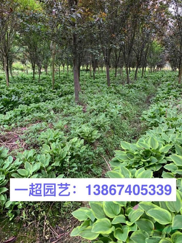 玉簪，青葉玉簪，花葉玉簪，金邊玉簪品種規格齊全