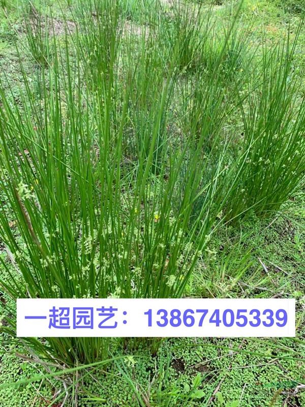 燈芯草 燈心草