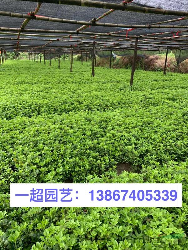 富貴草 精品富貴草 富貴草價格 富貴草哪里有 富貴草批發