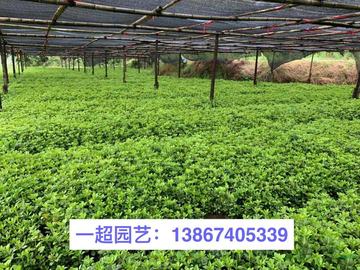 富貴草 精品富貴草 富貴草價格 富貴草哪里有 富貴草批發