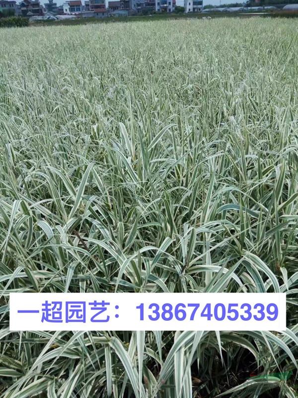 花葉蘆竹 花葉蘆竹產地直銷 花葉蘆竹基地價格