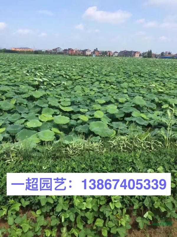 荷花 水芙蓉 地栽苗/盆栽苗/大杯苗 精品荷花價格 荷花基地