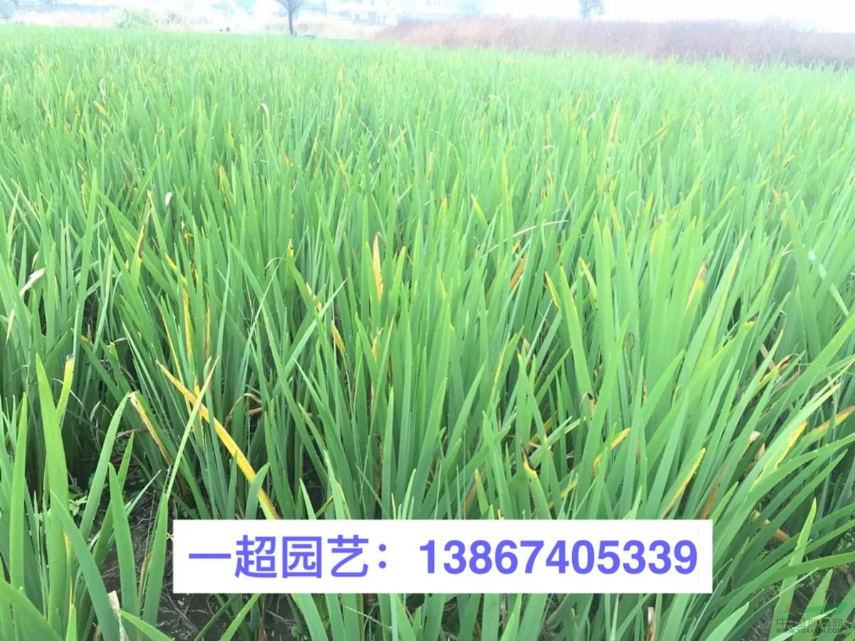 黃菖蒲 優質黃菖蒲批發 黃菖蒲價格