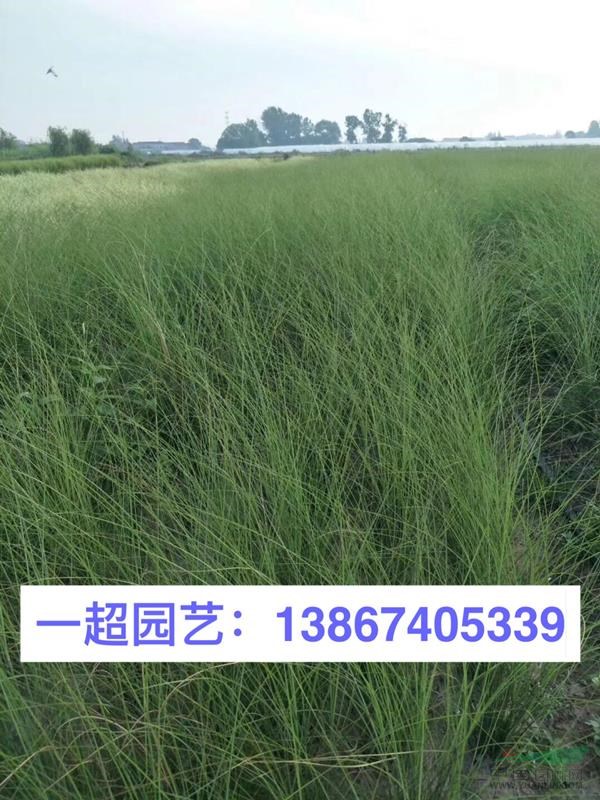 细叶芒 地栽 盆栽 小杯 中杯等