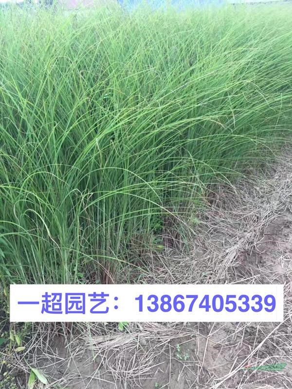 细叶芒 地栽 盆栽 小杯 中杯等