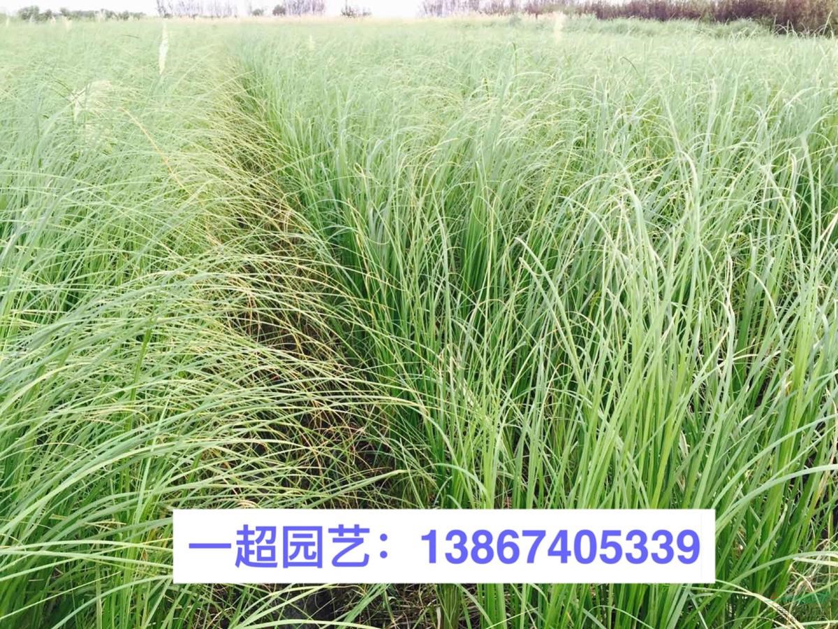 细叶芒 地栽 盆栽 小杯 中杯等