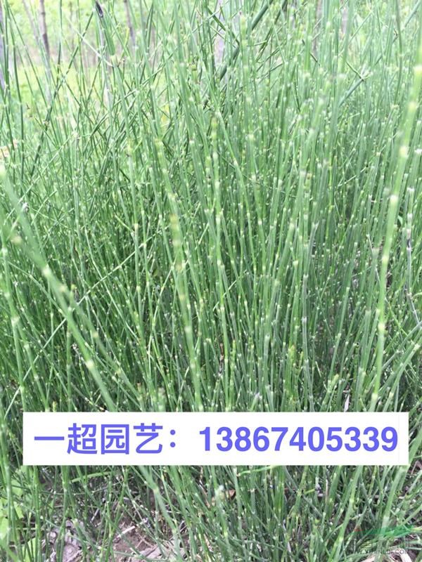 木贼 木贼苗圃 木贼价格 