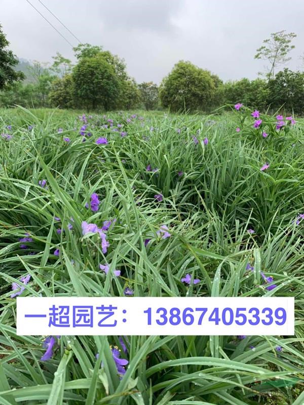 紫露草 紫露草苗圃直銷 紫露草基地價格 精品紫露草