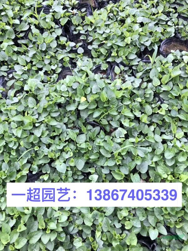 紫花地丁 紫花地丁小杯苗 紫花地丁價格 紫花地丁盆栽苗