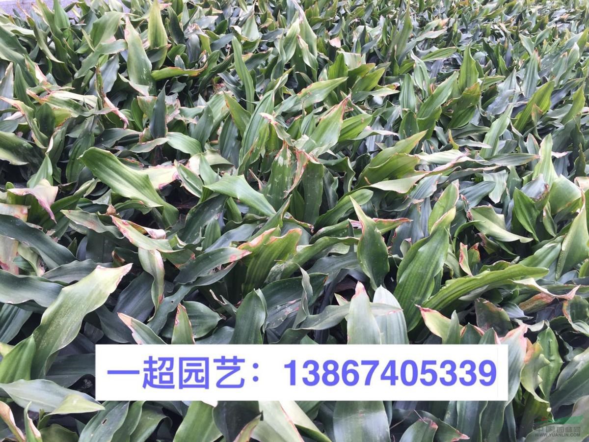 万年青