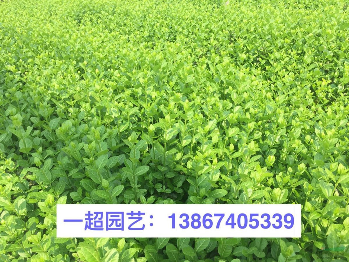 小叶扶芳藤 小叶扶芳藤小苗 地栽 盆栽 小杯等