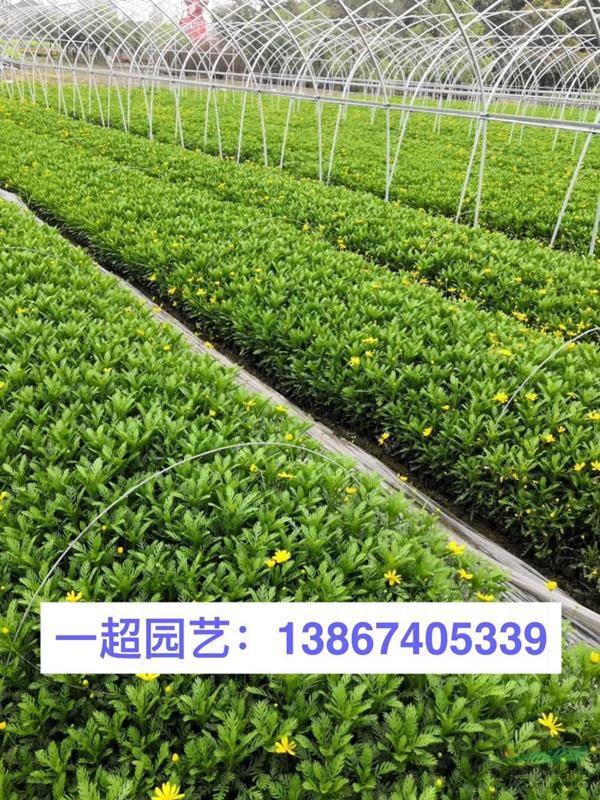 黄金菊，黄金菊小杯苗，黄金菊大杯苗，黄金菊小毛球