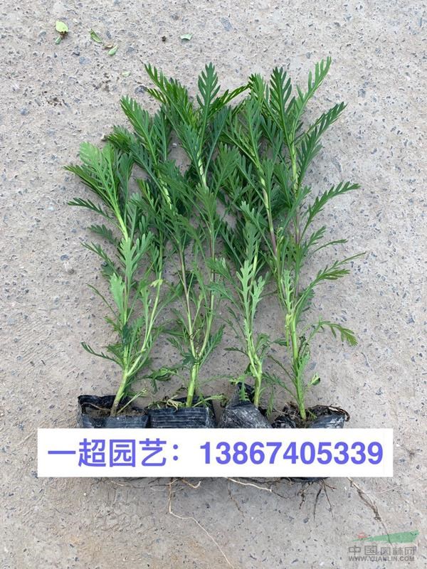 黄金菊，黄金菊小杯苗，黄金菊大杯苗，黄金菊小毛球