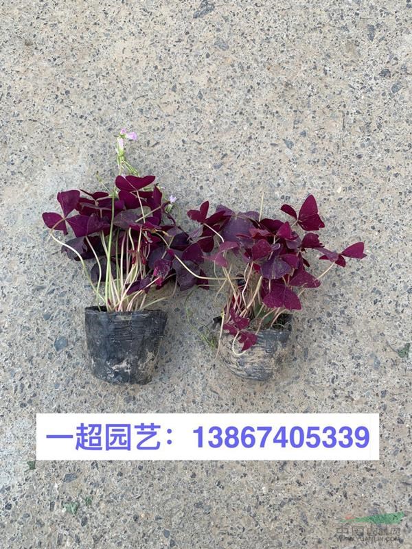 紫叶醡浆草、紫叶酢浆草、酢浆草基地、紫叶酢浆草批发
