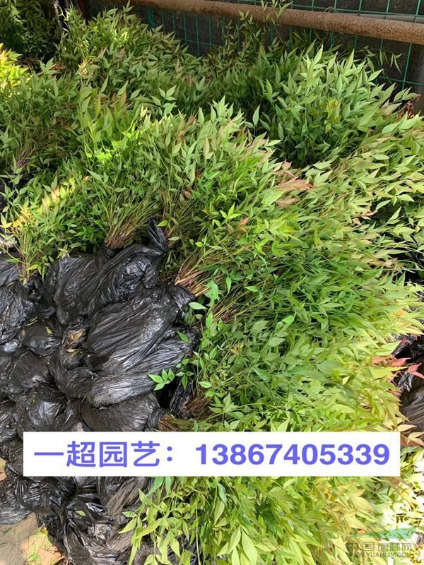 南天竹，南天竺 南天竹小杯苗，南天竹大杯苗，南天竹小毛球