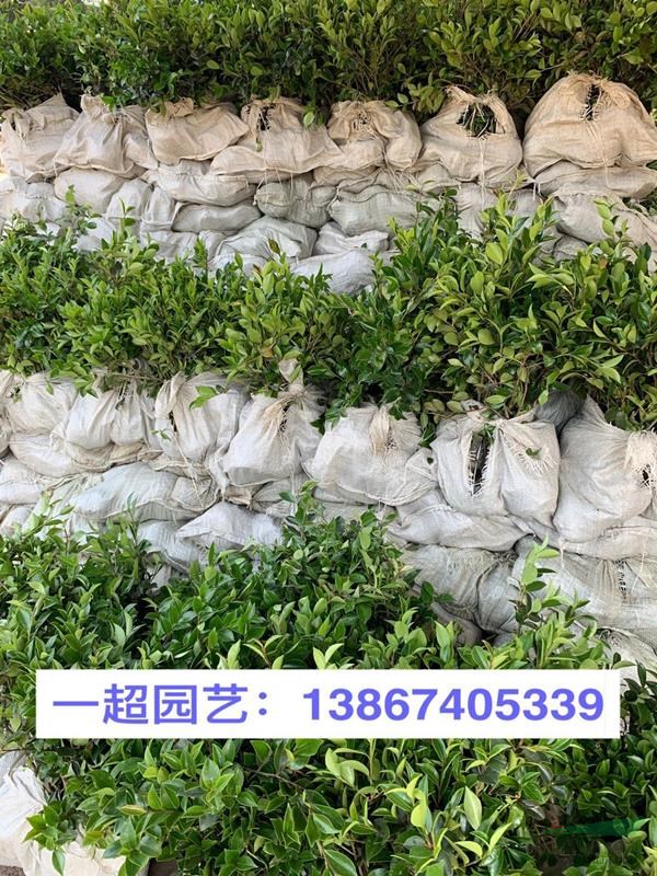 茶梅，茶梅小杯，茶梅小杯苗，茶梅大杯，茶梅大杯苗