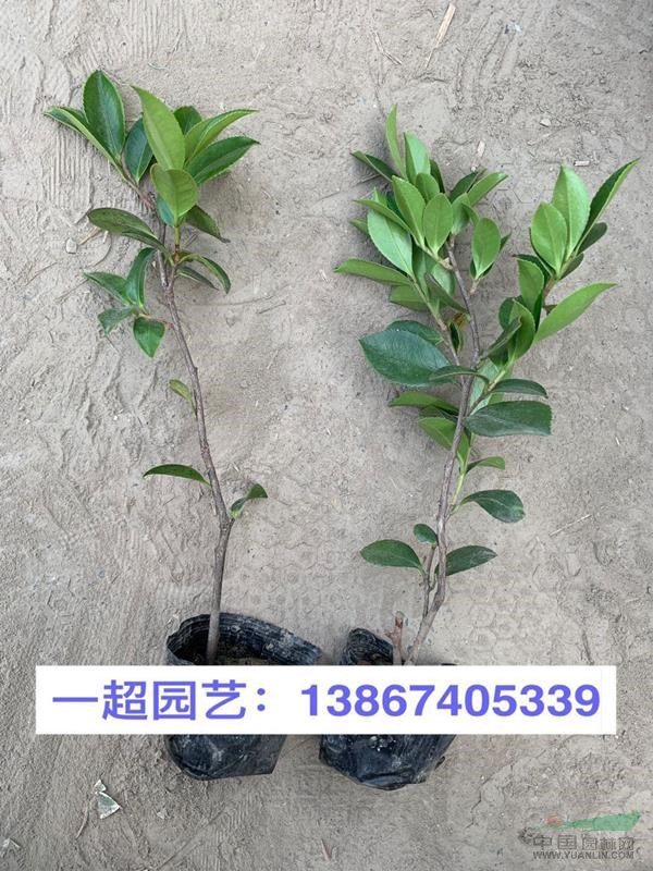 茶梅，茶梅小杯，茶梅小杯苗，茶梅大杯，茶梅大杯苗
