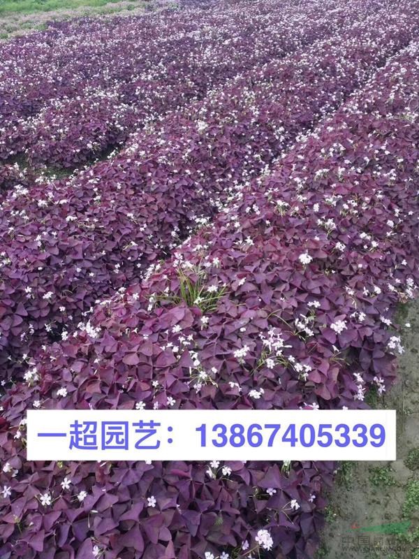 紫叶醡浆草、紫叶酢浆草、酢浆草基地、紫叶酢浆草批发