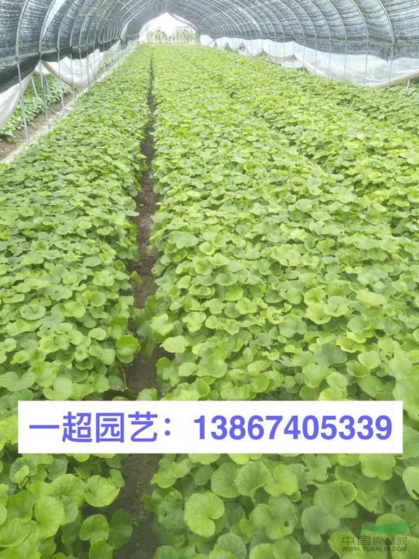 二月蘭 二月蘭基地 二月蘭價格 優(yōu)質(zhì)二月蘭批發(fā)