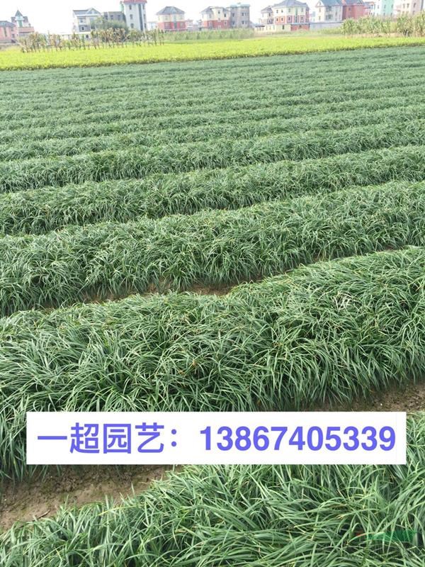麥冬草，書帶草，沿階草，細葉麥冬，小葉麥冬草