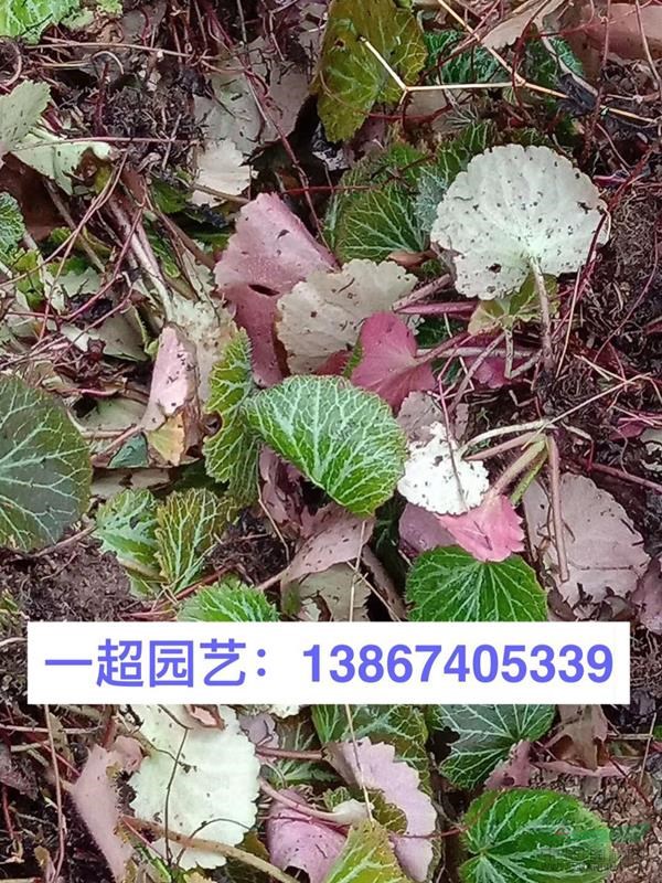 虎耳草 虎耳草基地 虎耳草小杯 虎耳草價格 精品虎耳草批發