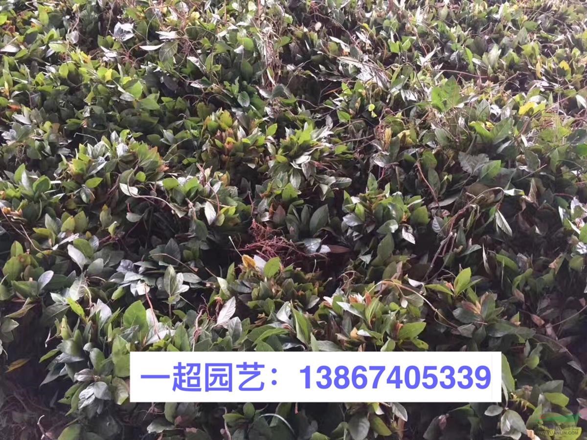 紫金牛，涼傘蓋珍珠，紫金牛基地直銷，浙江紫金牛價格