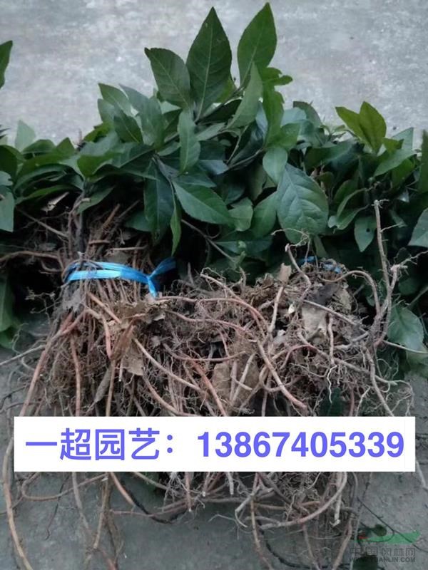 紫金牛，涼傘蓋珍珠，紫金牛基地直銷，浙江紫金牛價格