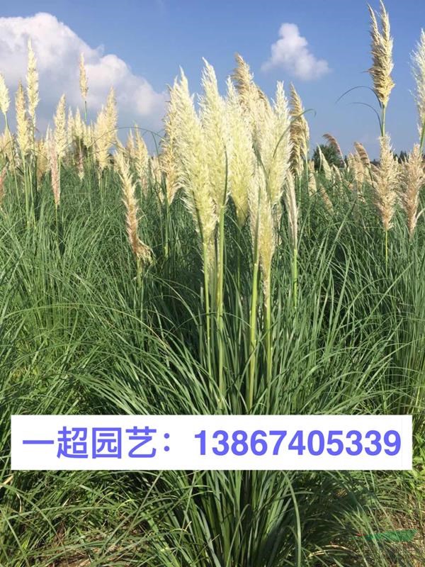 矮蒲苇 优质特价矮蒲苇大量批发